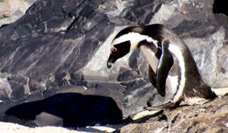 African penguin on a beach in South Africa. 