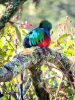 Resplendent Quetzal, a rare bird in Costa Rica. Photo by John Atkinson