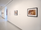 An installation photo of UB Anderson Gallery showing a hallway, with artworks hung in a line. The first and only visually clear image is of a hand holding corn. 