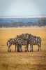 A dazzle, a.k.a. herd, of zebras stand in a protective circle in the Serengeti. 