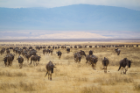 “They said it’s the size of Buffalo,” says Cifra, about Ngorongoro Crater. But at 102 square miles, the caldera—a depression formed by volcanic activity—dwarfs the Queen City, which measures in at roughly 50 square miles. 