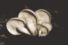 Mushroom specimens included in the Miles teaching archive. Photo: courtesy of University Archives