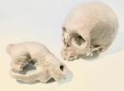 Paper casts of primate skulls, Artists-in-Residence Sun Young and Jack Tseng.
