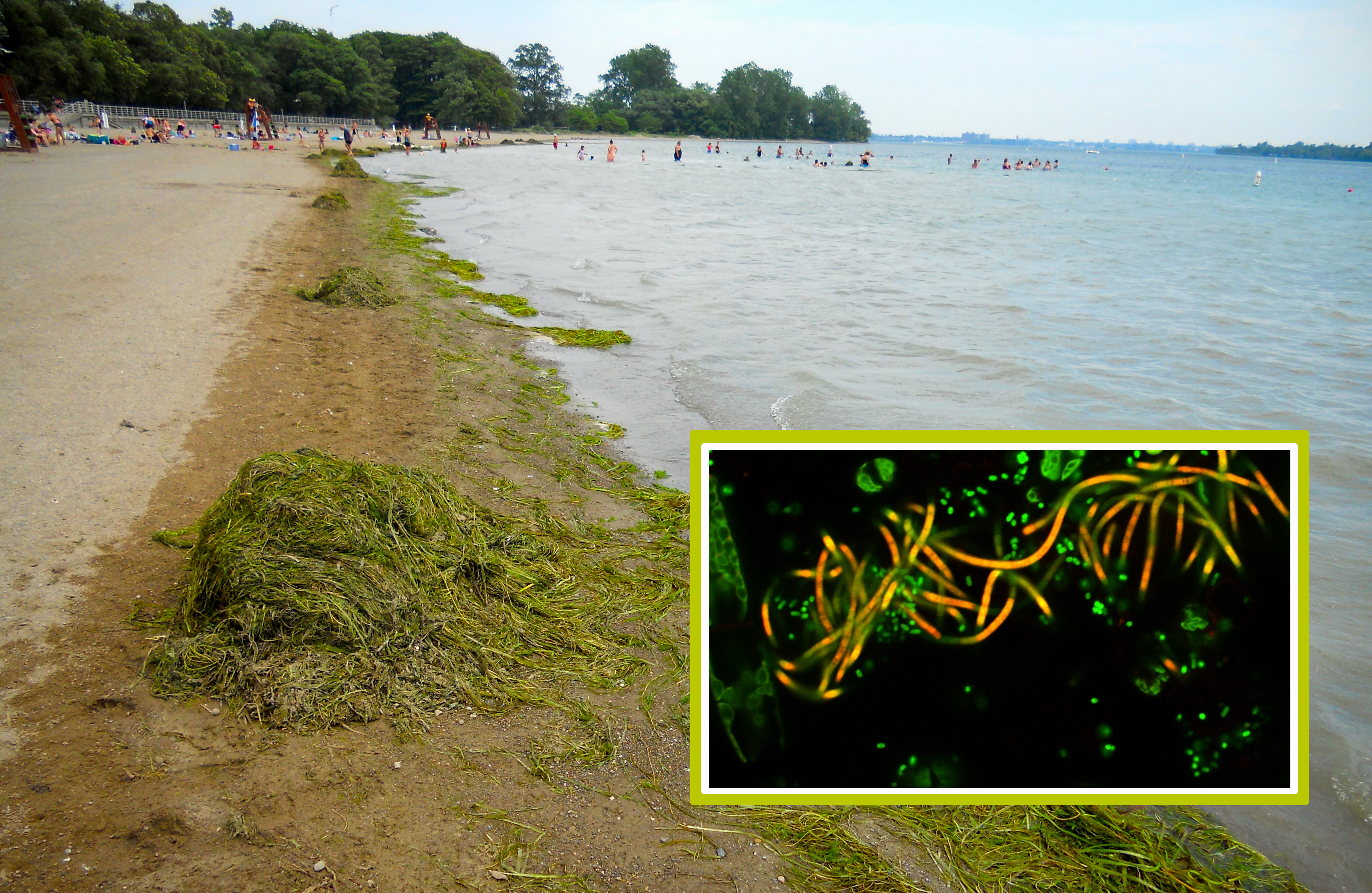 Algae Blooms Act As Bodyguards For Bacteria In Great Lakes