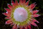 King protea, a flowering plant. A new study from UB and Yale finds that satellite observations of cloud cover are useful for predicting the geographic range of the king protea in the Cape Floristic Region of South Africa. Photo: Adam Wilson
