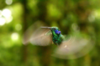A green violet-ear hummingbird in the Monte Verde cloud forest in Costa Rica. A new study from UB and Yale finds that satellite observations of cloud cover can be used to map the boundaries of ecosystems such as cloud forests which teem with unique forms of life. Photo: Adam Wilson