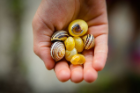 Snail shells were a popular item found in the scavenger hunt. Photo: Douglas Levere