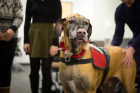 In addition to furry friends like Murphy, a Great Dane, Stress Relief Days featured snacks, games and soothing music for those feeling the pressures of the end of the semester.