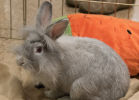 Rabbit at the Erie County SPCA. March 29, 2016.