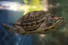 Turtle at the Erie County SPCA. April 19, 2016.