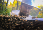 Peterson inspects a hive frame. An inspection includes checking for proper food stores — pollen, nectar and honey — as well as evidence of the queen — eggs, larvae, capped brood and the queen herself — to ensure the colony is healthy and reproducing. Peterson also keeps an eye out for hive invaders, like hive beetles, wax moths and varroa mites. Photo: Douglas Levere