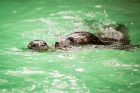 Harbor seal Zoey and her new pup, Zara, born on July 13. In addition to harbor seals, the aquarium is home to gray seals and California sea lions. 