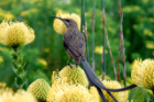 A Cape Sugarbird pauses in the fynbos, a belt of shrubland in South Africa’s Cape Floristic Region. Photo: Adam Wilson