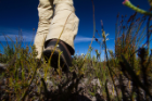 Researcher Adam Wilson walks in the fynbos. Photo: Adam Wilson