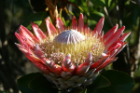 King protea, a flowering plant, is among an estimated 9,000 plant species found in South Africa’s Cape Floristic Region. Photo: Adam Wilson