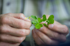 Wood sorrel is an edible plant that grows throughout North America.