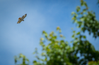 A red-tailed hawk soars overhead.