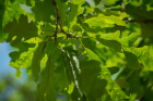 Sandy Geffner pointed out that the leaves of a white oak tree are rounded…