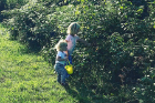Flora (left) and Charlotte pick raspberries on the family's farm.