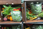Little Bear Farm CSA (community-supported agriculture) share boxes packed with herbs and vegetables.