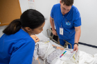 Nursing students Samantha Manahan (left) and Noah Bourne decide which medications may be infused together through the same IV line.