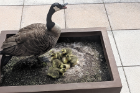Ruth Bader Gooseburg and her goslings in the nest — a concrete planter in the atrium outside the Cellino and Barnes Conference Center on the fifth floor of O’Brian Hall.