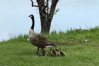 Ruth and her goslings in their new home at Lake LaSalle.