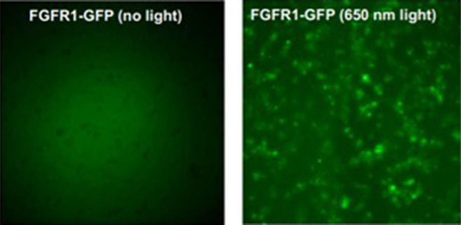 FGFR1 gene in its natural state and activated by laser light.