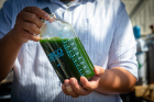 Harvested algae can be used in products such as biofuel, animal feed and nutraceuticals. To dewater the algae, Helios-NRG first produces a concentrated algae slurry, as pictured. Photo: Douglas Levere 