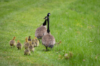 This goose family was photographed near Ellicott Creek behind the Ellicott Complex.