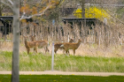 Photographer Douglas Levere spotted these deer feeling pretty comfortable at the Solar Strand along Flint Road on the North Campus.