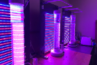 Ian Bradley’s research group uses red and blue LEDs to approximate natural daylight variation to simulate the light-dark cycles that algae experience in the field. 