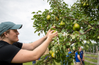 Brooke Roys, culinary medicine team leader, harvests a pear.