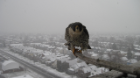 falcon winter. 