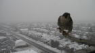 falcon winter2. 