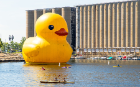 The world's largest rubber duck visits Buffalo.