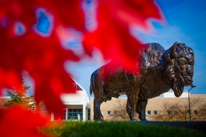 buffalo statue. 