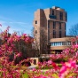 A sunny view of the Ellicott Complex with spring flowers in bloom. 