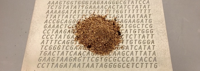 sequence of the DNA code obtained from the fragment of Oregon pine recorded in steel. Sawdust. 