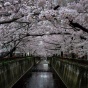 cherry blossom trees over a waterway. 