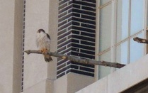 falcon perched outside McKay Heating Plant. 