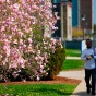 students walking across campus in the spring. 
