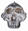 skull
