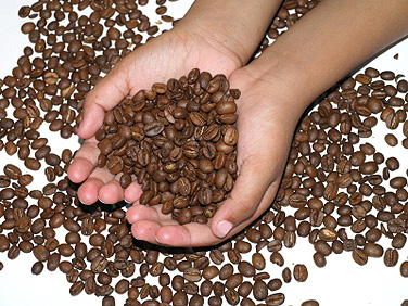 While many studies have been done examining the effects of caffeine on adults, a UB study by neurobiologist Jennifer Temple is one of the first to look at the effects of this widely used stimulant drug on adolescents.
