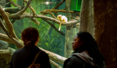 Researchers with primates. 