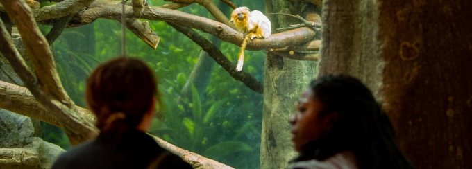 Two people observe a small monkey perched on branches inside a zoo or wildlife enclosure. 