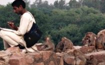 Research studying primates. 