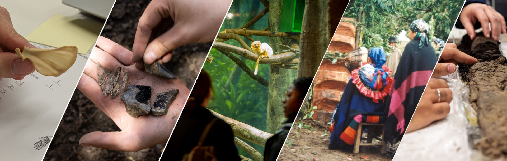 A collage of photos showing anthropology fields, including artifact analysis, primate observation, cultural practices, and excavation of human remains. 