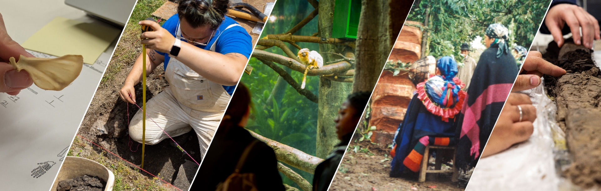 A collage of photos showing anthropology fields, including artifact analysis, primate observation, cultural practices, and excavation of human remains. 