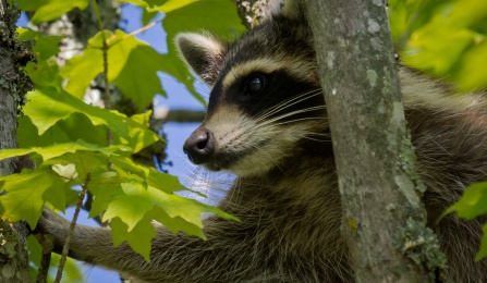 Raccoon in maple tree. 